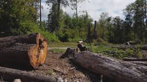 Best Tree Risk Assessment  in Oroville, CA