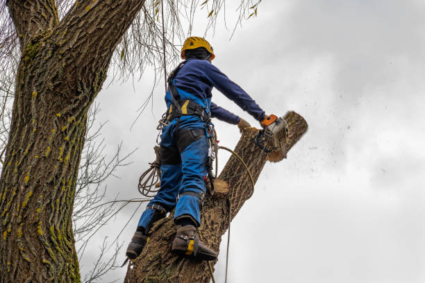 Best Emergency Tree Removal  in Oroville, CA