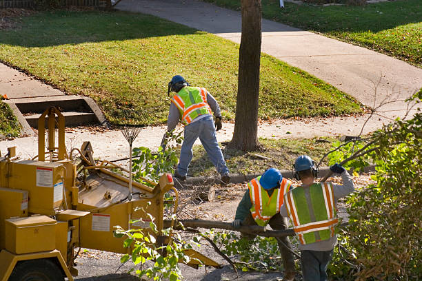 Best Tree Disease Treatment  in Oroville, CA