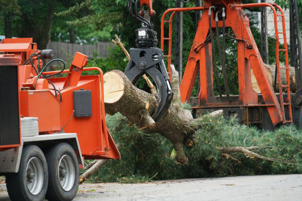  Oroville, CA Tree Removal Pros