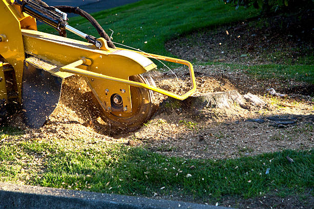 Best Leaf Removal  in Oroville, CA