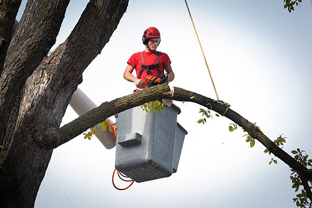Best Tree Maintenance Programs  in Oroville, CA