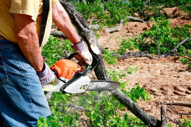 Best Tree Trimming and Pruning  in Oroville, CA